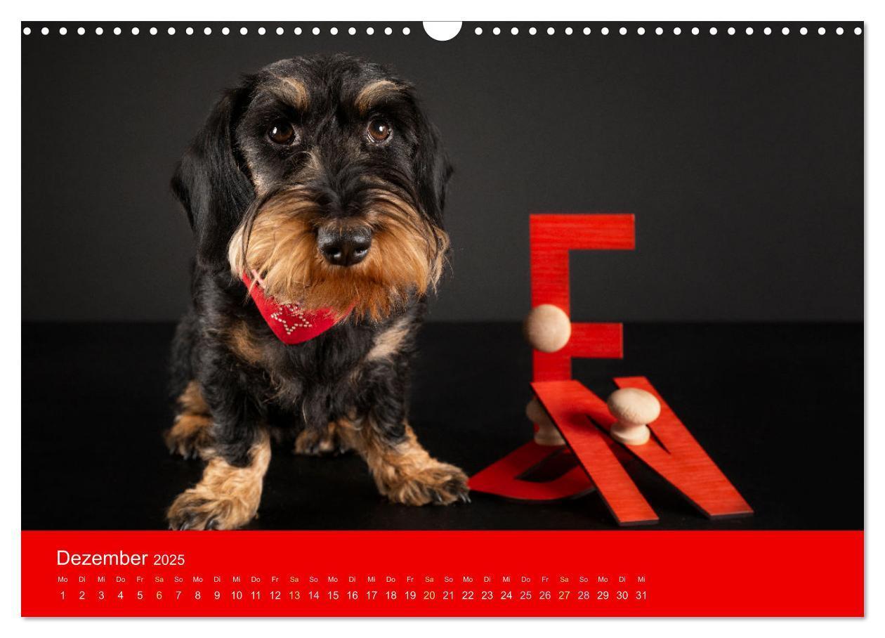 Bild: 9783435015511 | Bezaubernde Dackel (Wandkalender 2025 DIN A3 quer), CALVENDO...