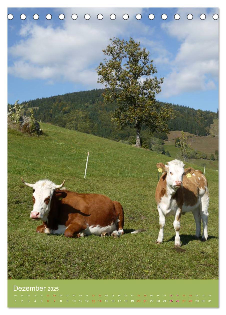 Bild: 9783457026557 | Schwarzwald und Kühe im Hochformat (Tischkalender 2025 DIN A5...