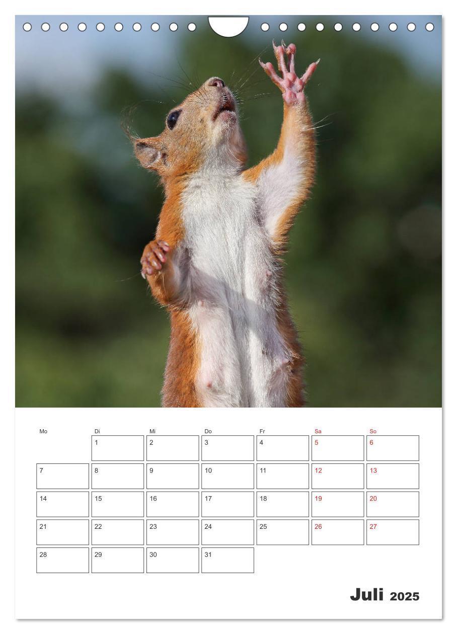 Bild: 9783435956517 | Eichhörnchen Luna (Wandkalender 2025 DIN A4 hoch), CALVENDO...