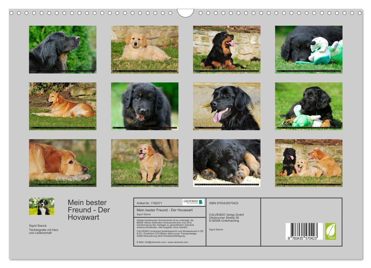 Bild: 9783435570423 | Mein bester Freund - Der Hovawart (Wandkalender 2025 DIN A3 quer),...