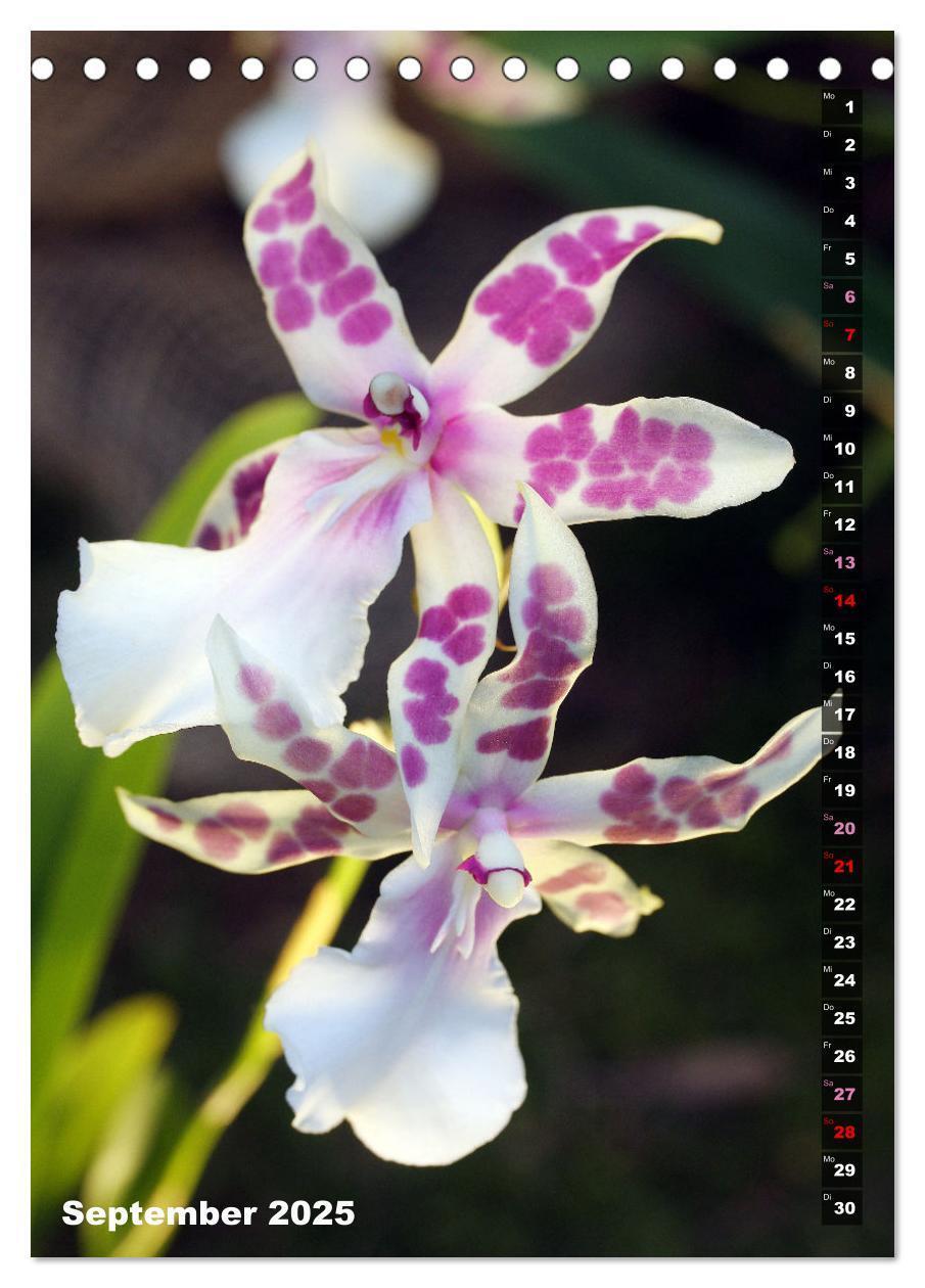 Bild: 9783435882557 | Freude an Orchideen (Tischkalender 2025 DIN A5 hoch), CALVENDO...