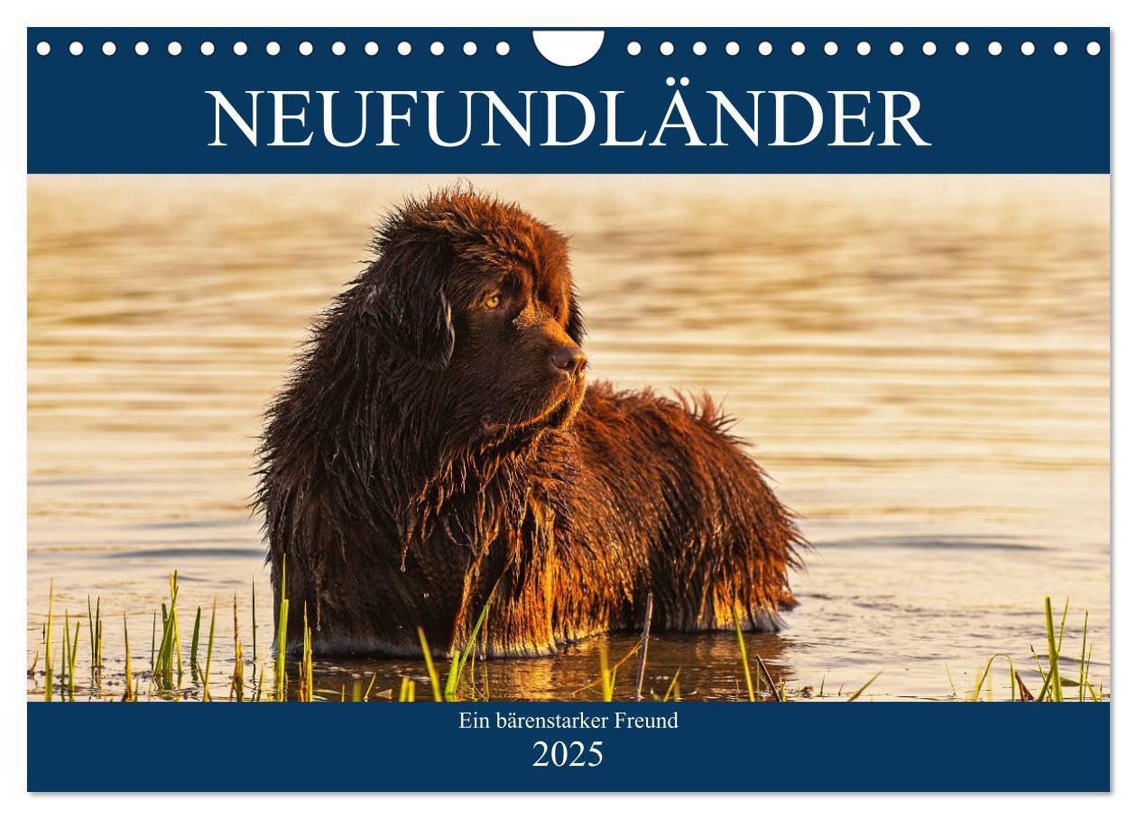 Cover: 9783435311286 | Neufundländer - Ein bärenstarker Freund (Wandkalender 2025 DIN A4...