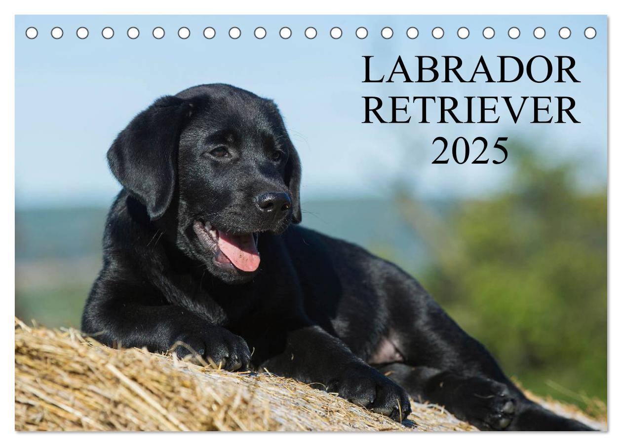 Cover: 9783435760510 | Labrador Retriever 2025 (Tischkalender 2025 DIN A5 quer), CALVENDO...