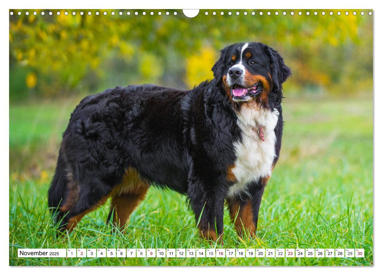 Bild: 9783435380800 | Faszinierende Schönheit Berner Sennenhund (Wandkalender 2025 DIN A3...