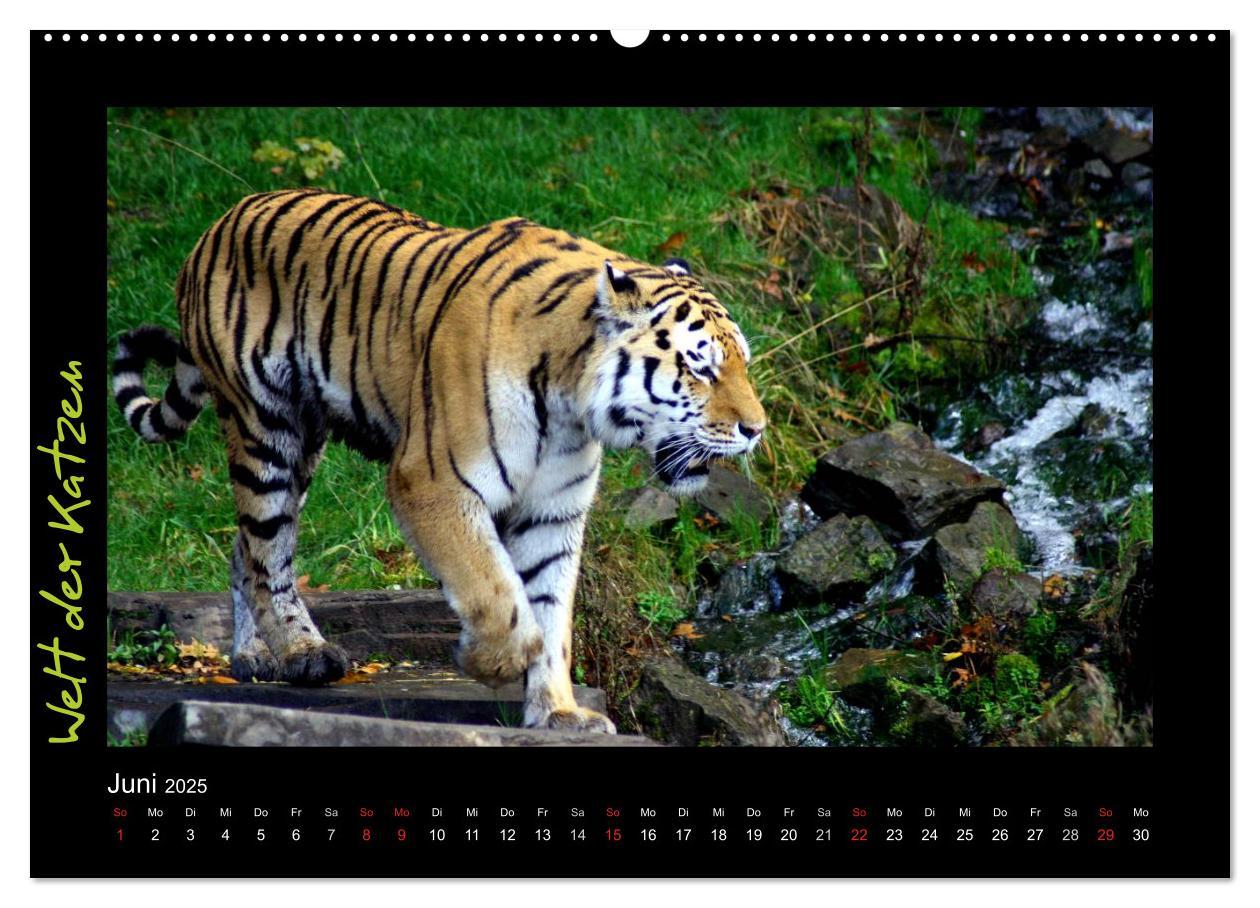 Bild: 9783435774920 | Welt der Katzen - Tiger (Wandkalender 2025 DIN A2 quer), CALVENDO...