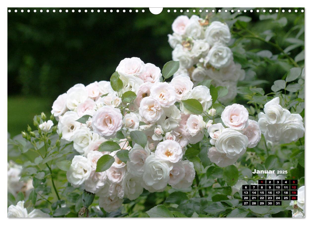 Bild: 9783435234851 | Magie der Rosen (Wandkalender 2025 DIN A3 quer), CALVENDO...