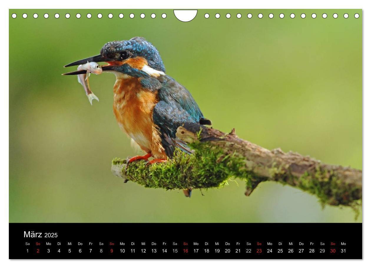 Bild: 9783435501229 | Der Eisvogel...fliegendes Juwel (Wandkalender 2025 DIN A4 quer),...