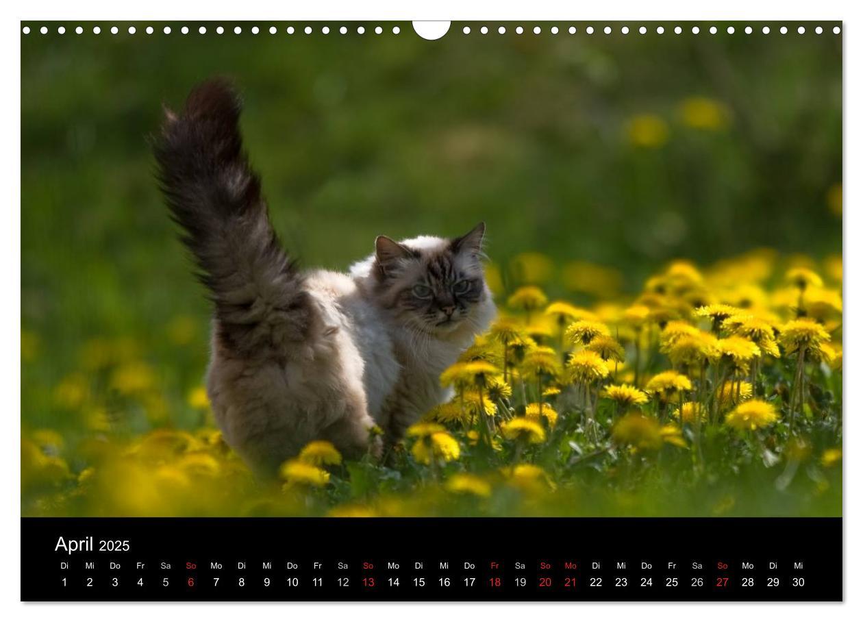 Bild: 9783435537532 | Freigänger - Hauskatzen unterwegs (Wandkalender 2025 DIN A3 quer),...