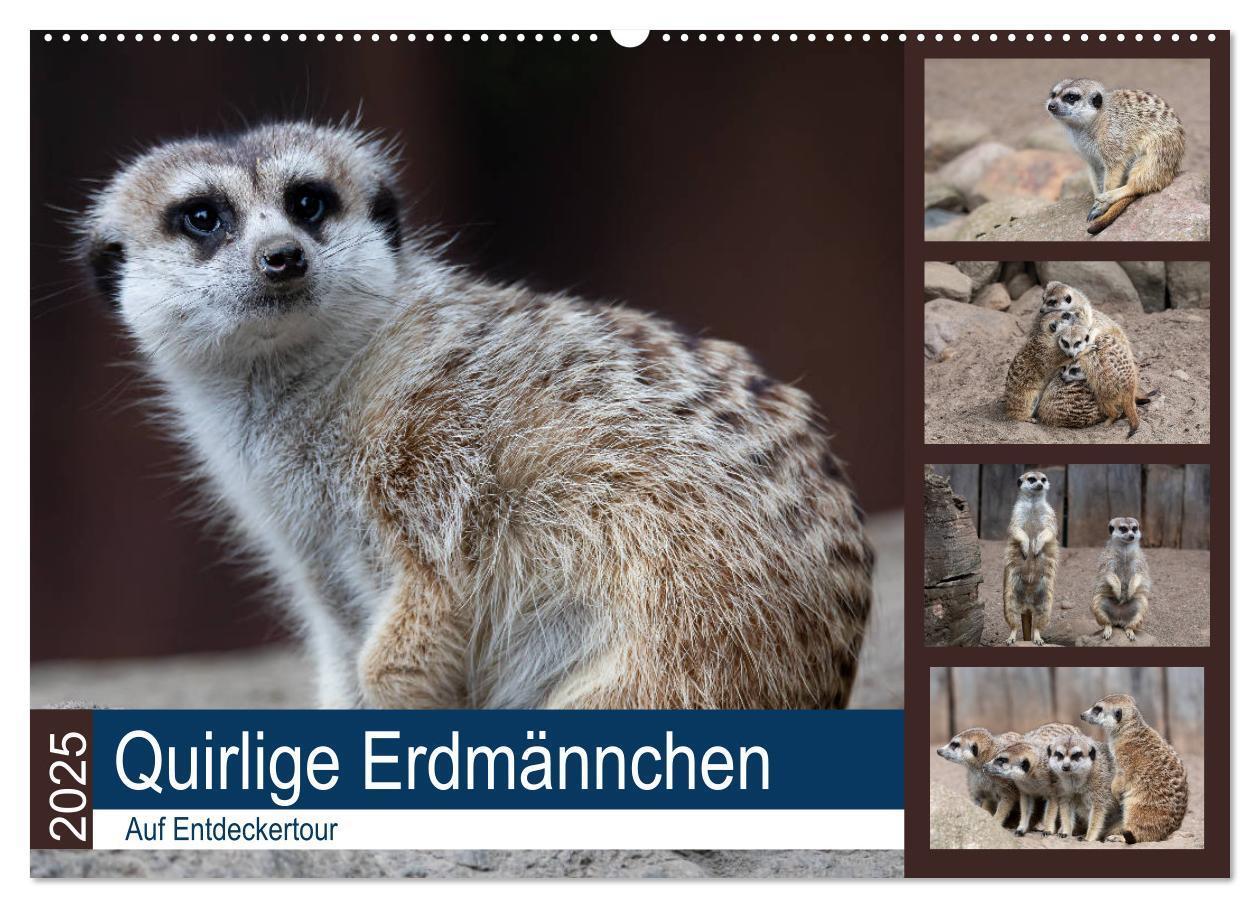 Cover: 9783435210640 | Quirlige Erdmännchen (Wandkalender 2025 DIN A2 quer), CALVENDO...