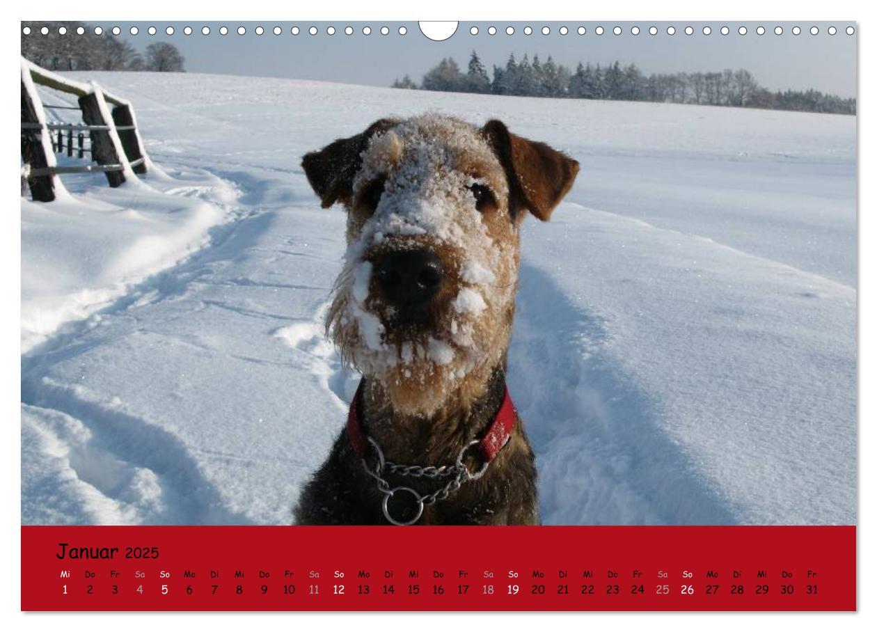 Bild: 9783435665488 | Airedale Terrier (Wandkalender 2025 DIN A3 quer), CALVENDO...