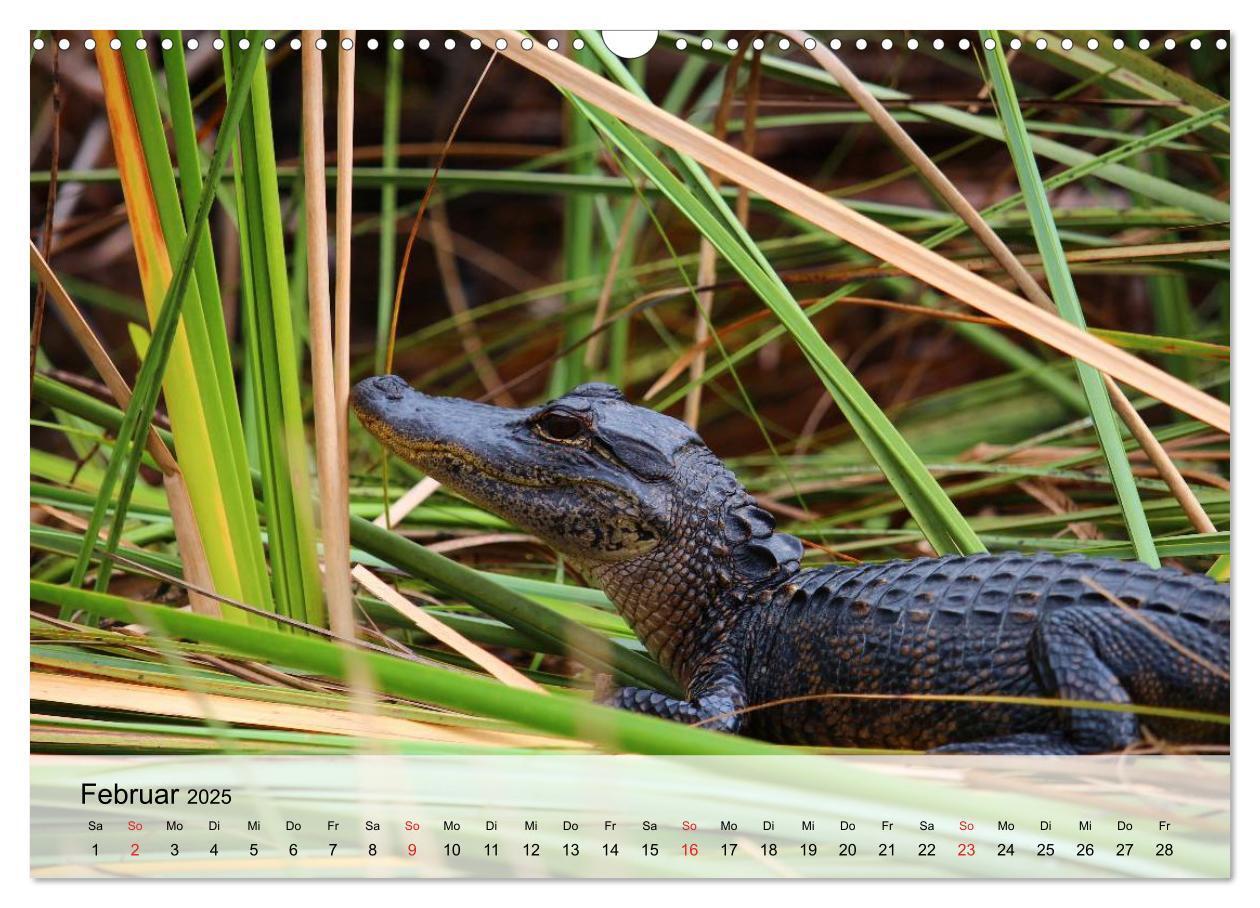 Bild: 9783435600878 | Große Echsen. Krokodile und Alligatoren (Wandkalender 2025 DIN A3...