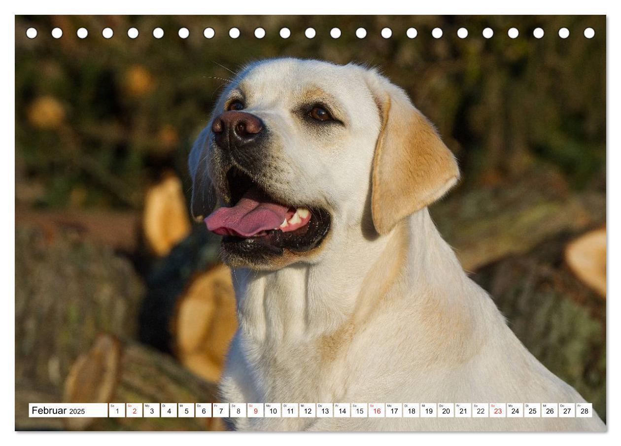 Bild: 9783435563982 | Labrador Retriever - Freunde für´s Leben (Tischkalender 2025 DIN A5...