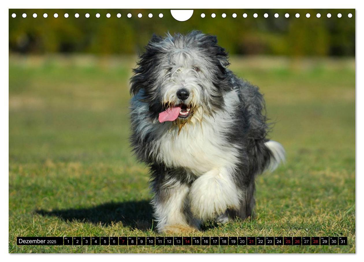 Bild: 9783435573851 | Liebenswerter Clown Bearded Collie (Wandkalender 2025 DIN A4 quer),...