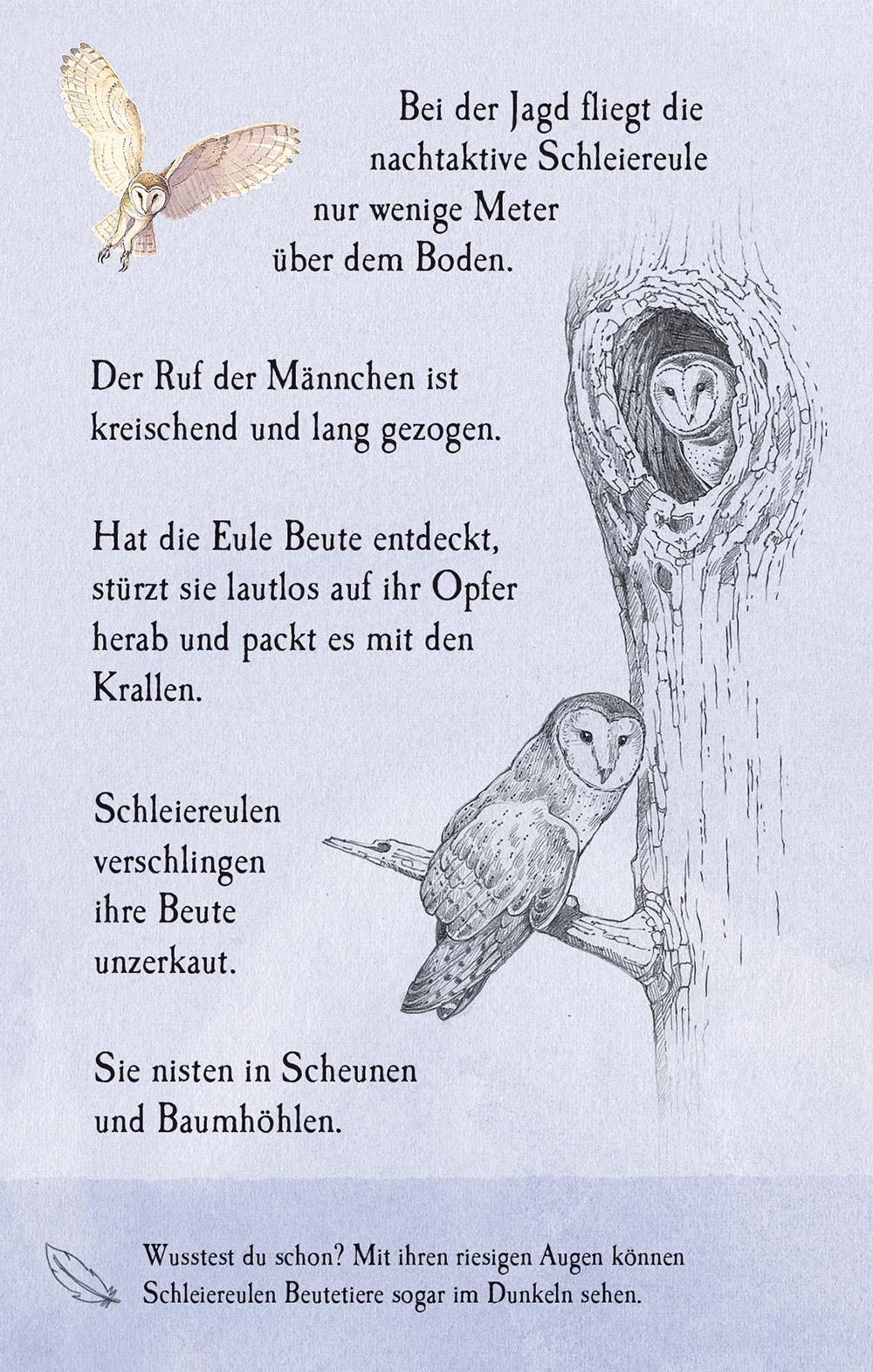 Bild: 9781035703302 | Natur-Entdecker-Karten: Unsere heimischen Vögel | Emily Bone | Buch