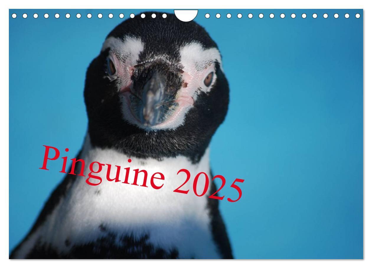 Cover: 9783435790371 | Pinguine 2025 (Wandkalender 2025 DIN A4 quer), CALVENDO Monatskalender