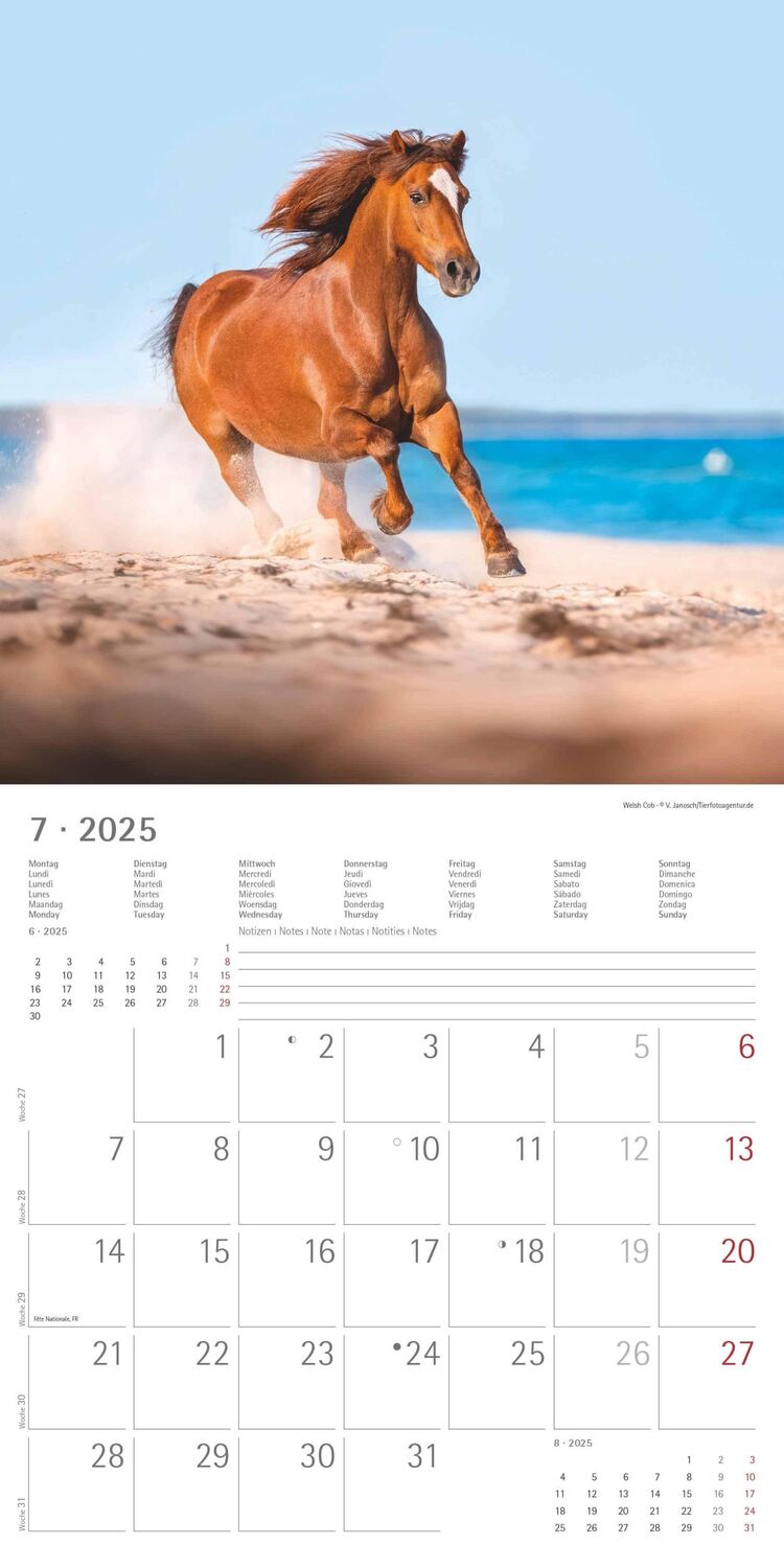 Bild: 4251732343040 | Ponys 2025 - Broschürenkalender 30x30 cm (30x60 geöffnet) -...