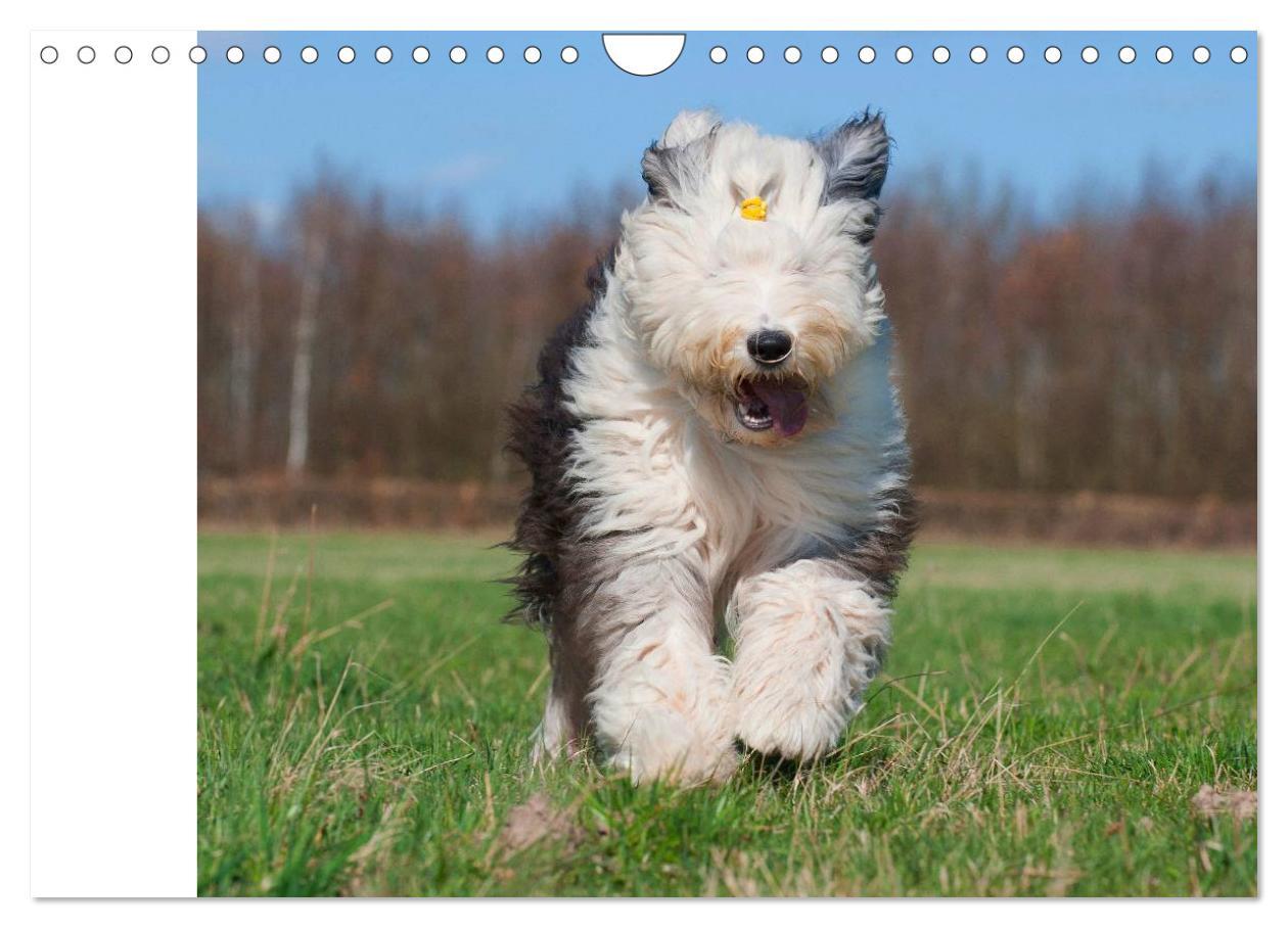 Bild: 9783435545902 | Traumhund Bobtail (Wandkalender 2025 DIN A4 quer), CALVENDO...