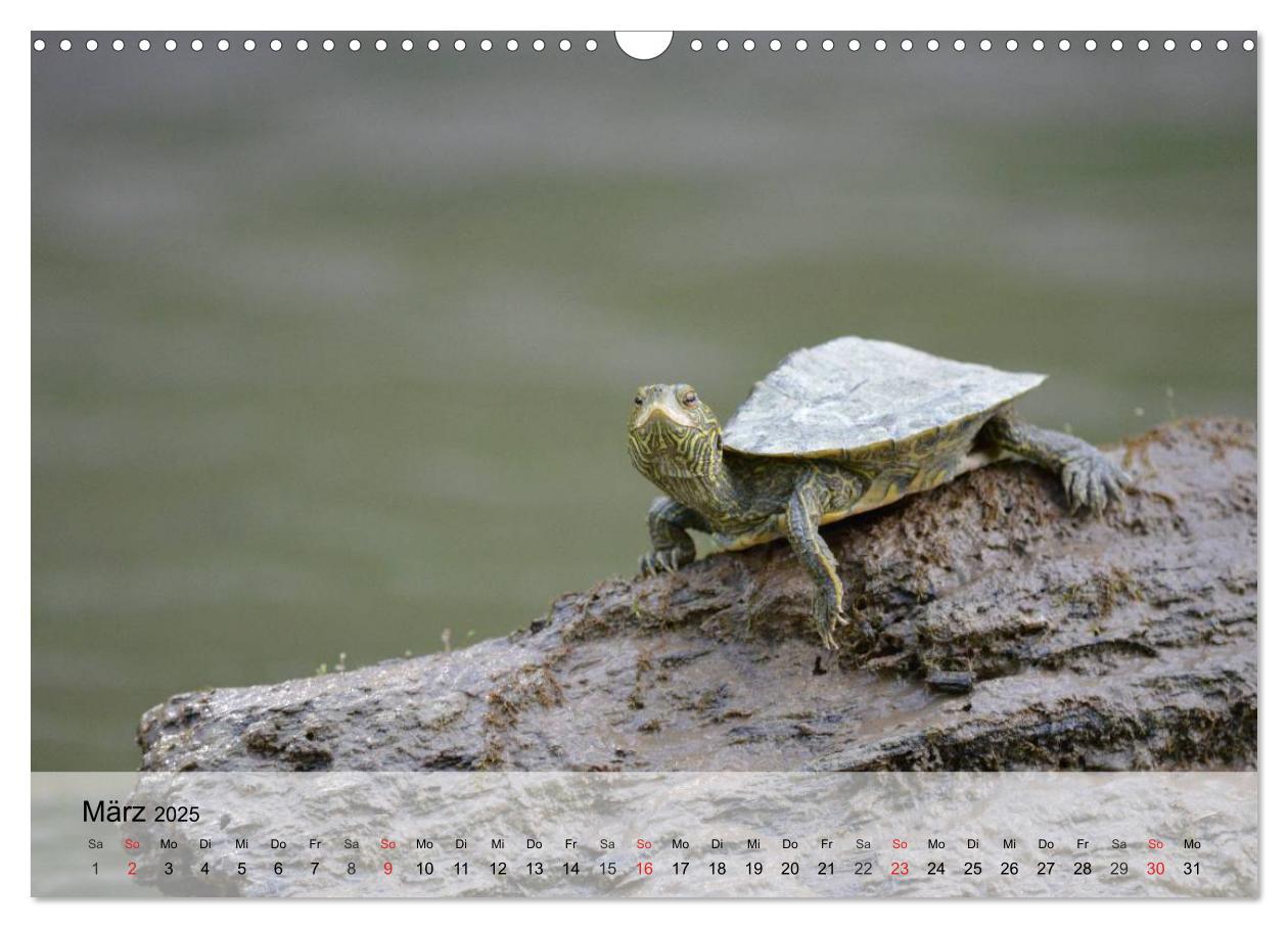 Bild: 9783435589432 | Kleine Reptilien (Wandkalender 2025 DIN A3 quer), CALVENDO...