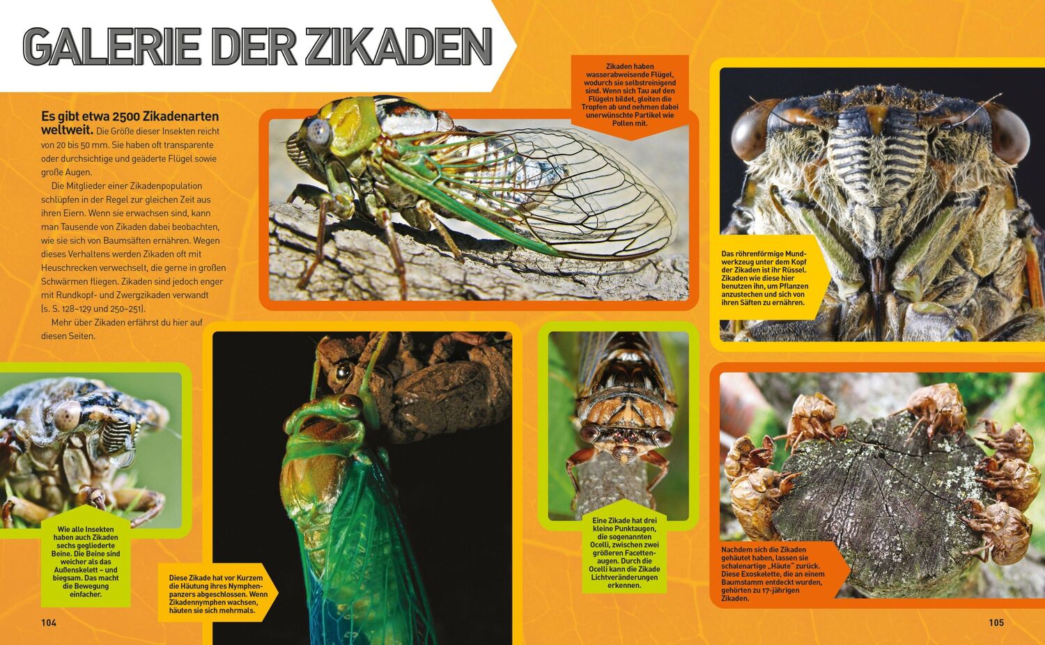 Bild: 9788863125436 | Insekten-Enzyklopädie: Die Wunderwelt von Käfer &amp; Co. | Buch | 272 S.