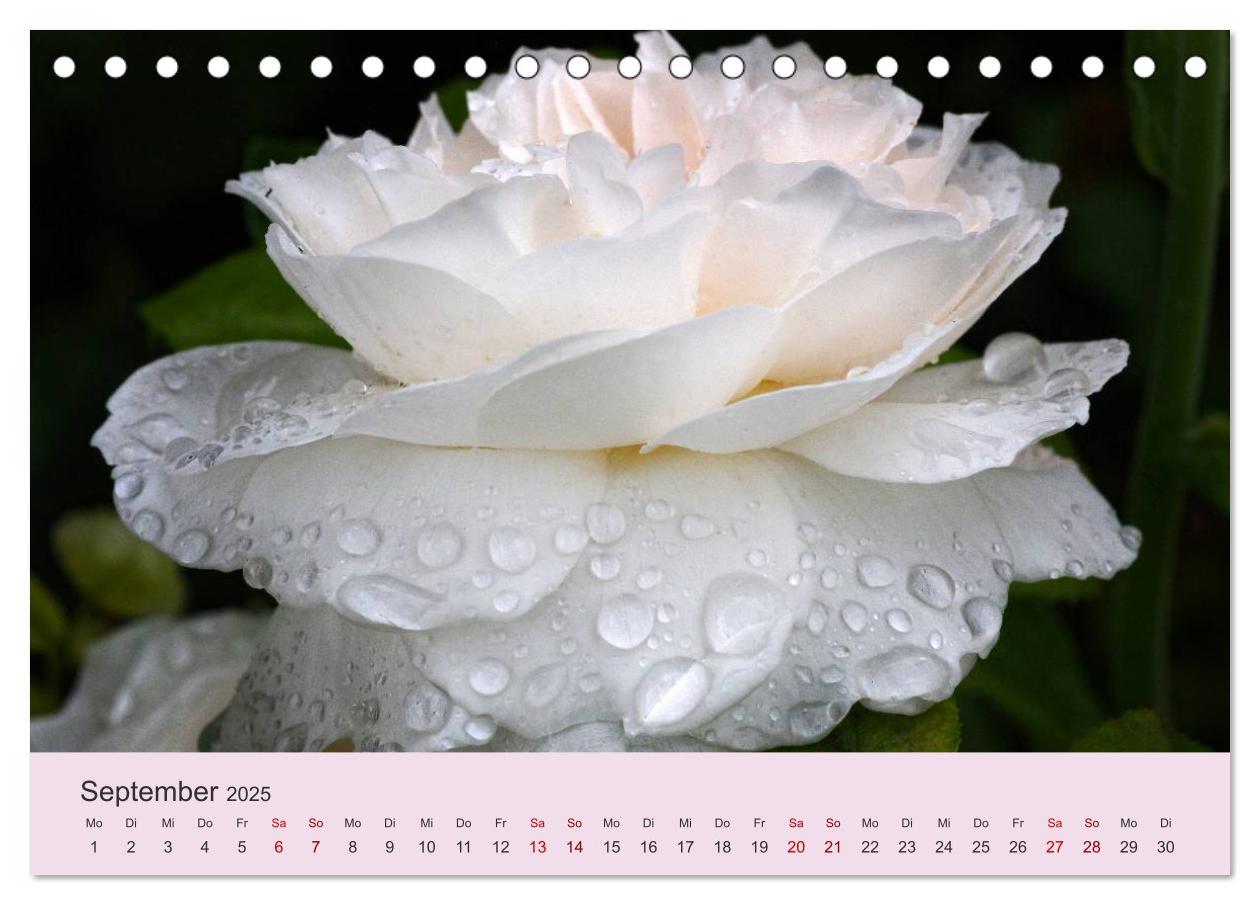 Bild: 9783435452309 | Rosen Reigen im Garten (Tischkalender 2025 DIN A5 quer), CALVENDO...