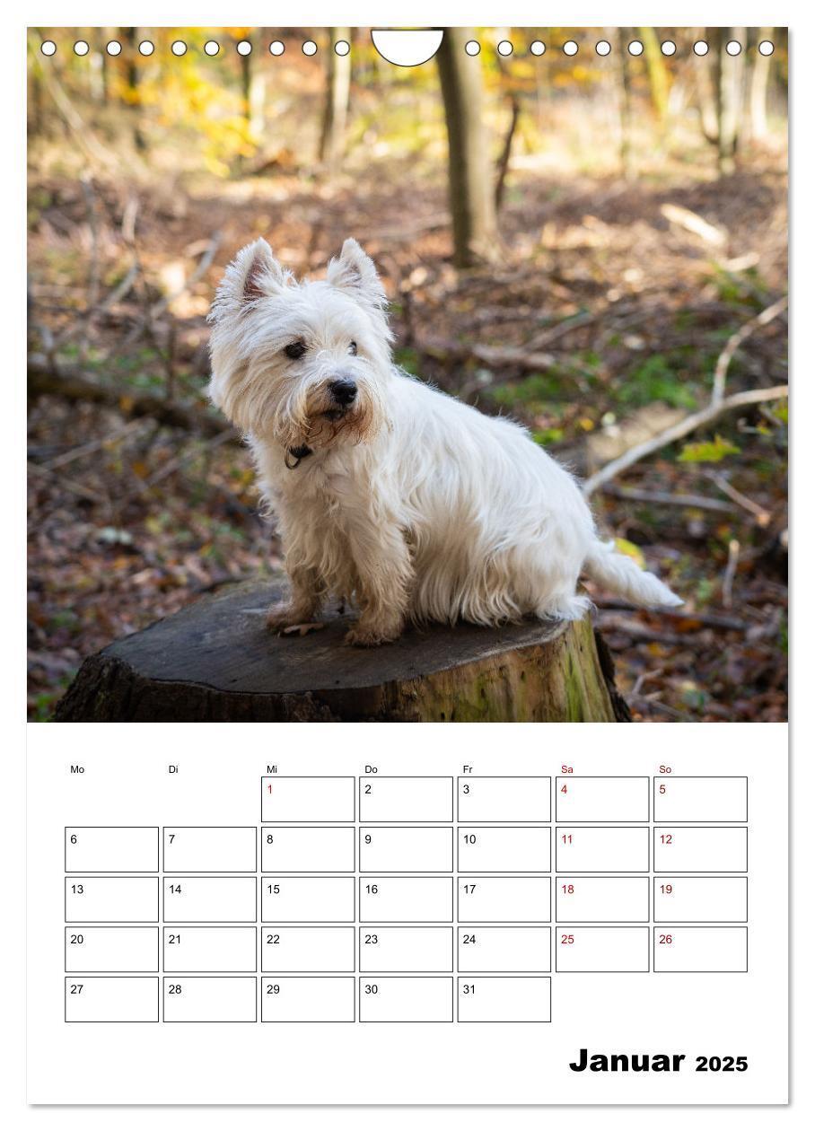 Bild: 9783435888276 | West Highland White Terrier - Herzensbrecher auf vier Pfoten...