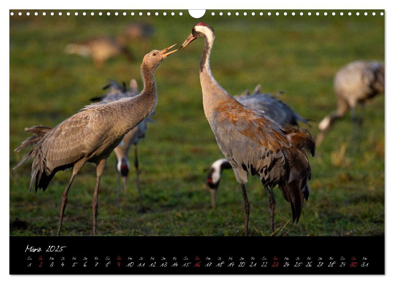 Bild: 9783435816316 | Kraniche - Vögel des Glücks (Wandkalender 2025 DIN A3 quer),...