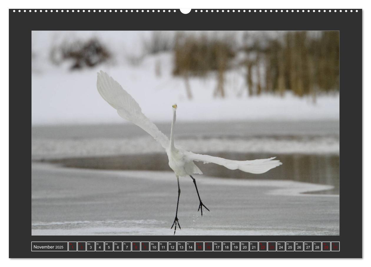 Bild: 9783435169481 | Winterzauber - Tiere in Eis und Schnee (Wandkalender 2025 DIN A2...