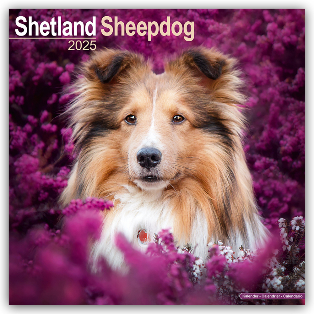 Cover: 9781804603895 | Shetland Sheepdog - Shelties 2025 - 16-Monatskalender | Ltd | Kalender