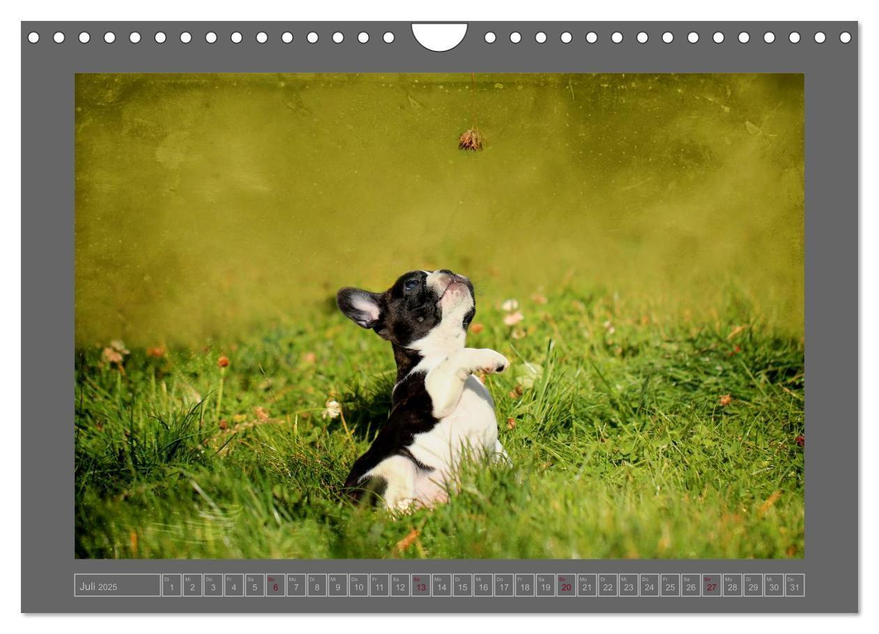 Bild: 9783435840908 | Französische Bulldoggen (Wandkalender 2025 DIN A4 quer), CALVENDO...