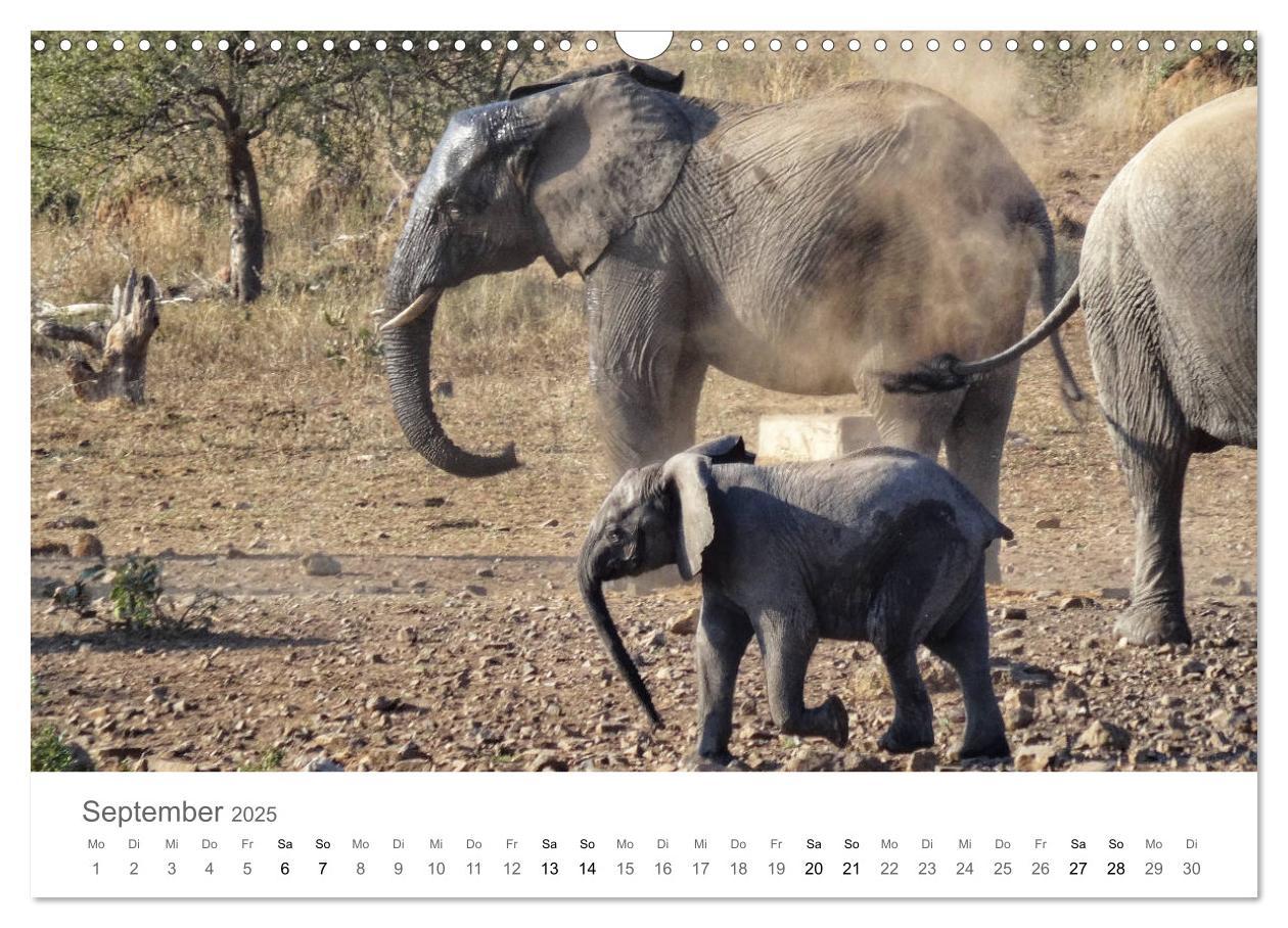 Bild: 9783435268139 | Afrika - Tiere im Krüger Nationalpark (Wandkalender 2025 DIN A3...