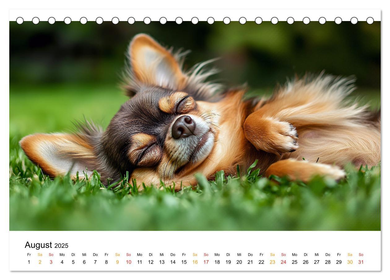 Bild: 9783457237106 | Chihuahua - kleine Energiebündel (Tischkalender 2025 DIN A5 quer),...