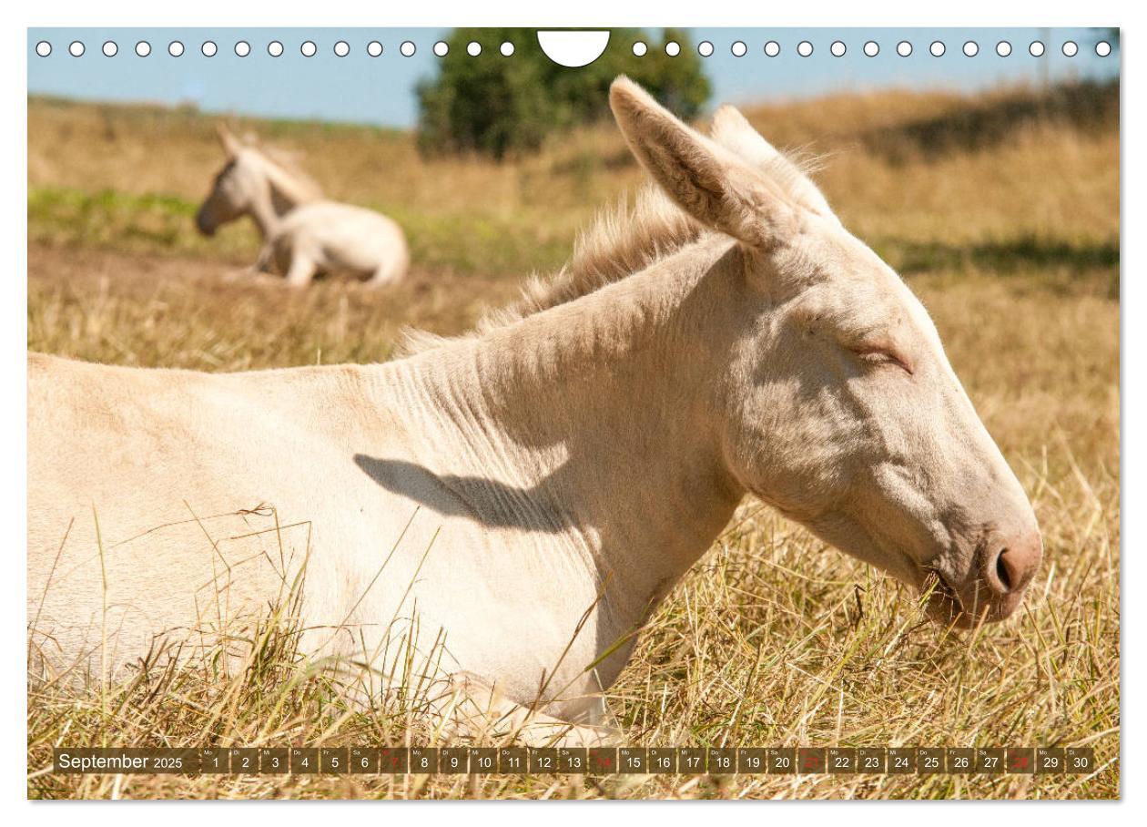 Bild: 9783435180981 | Lichtbringer - Österreichisch-Ungarische Barockesel (Wandkalender...