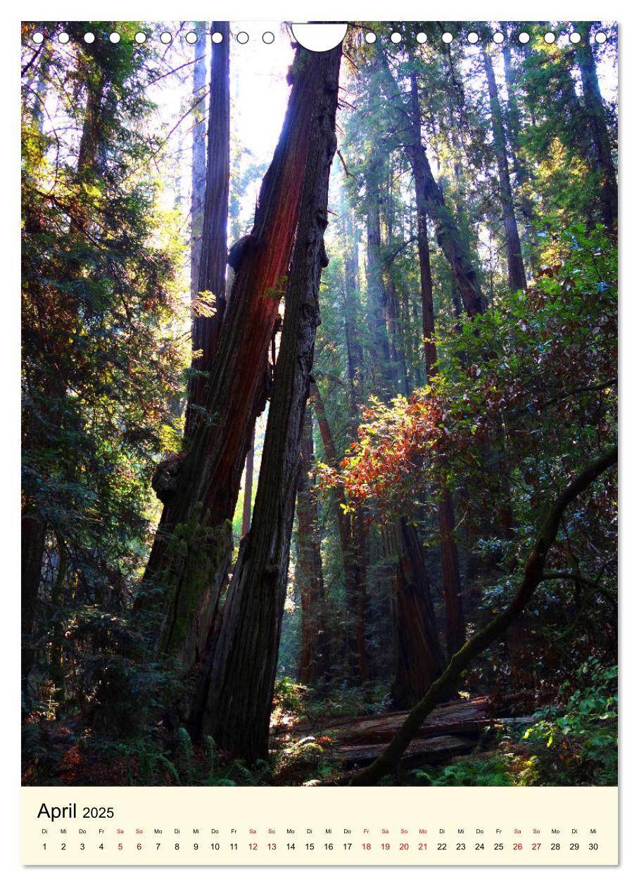 Bild: 9783435979240 | Redwoods - Faszination Mammutbäume (Wandkalender 2025 DIN A4 hoch),...