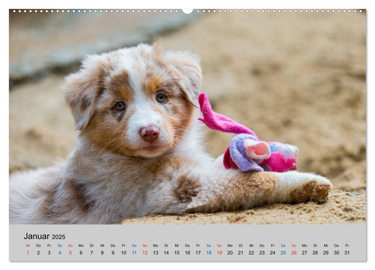 Bild: 9783435150748 | Australian Shepherd Welpen 2025 (Wandkalender 2025 DIN A2 quer),...