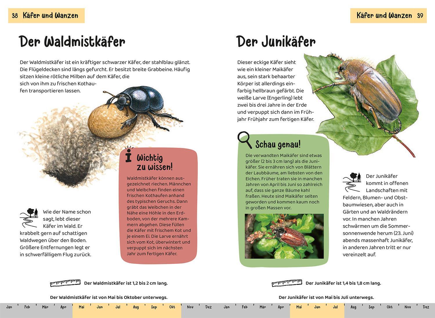 Bild: 9783440172421 | Was krabbelt denn da? Kindernaturführer | Bärbel Oftring | Taschenbuch