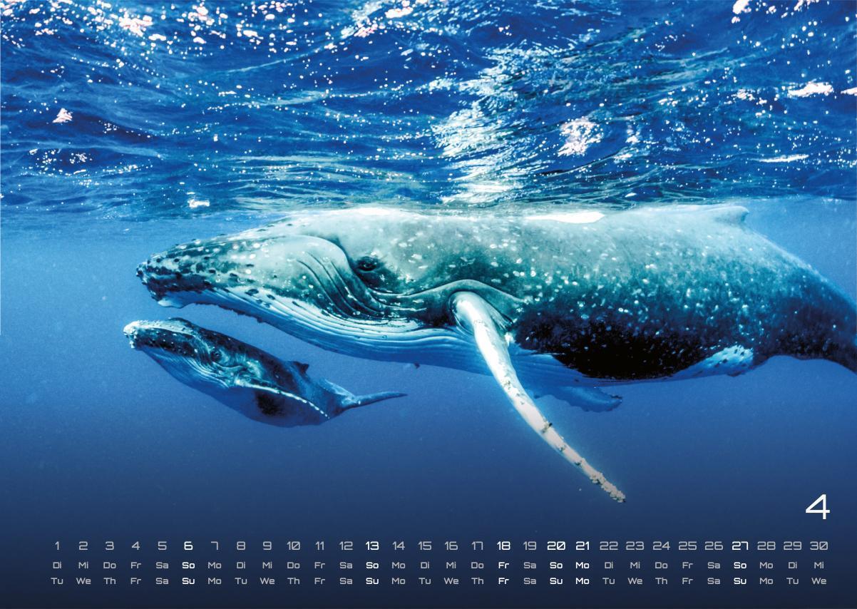 Bild: 9783986734305 | Sealife - verborgene Tiefen - 2025 - Kalender DIN A3 | GP-Fever. de