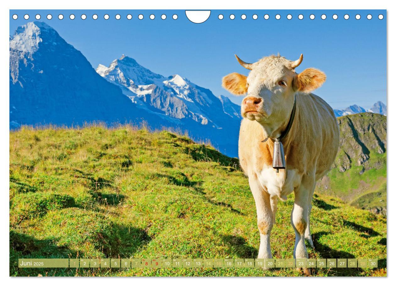 Bild: 9783457197813 | Kuh-Idylle: Suchen Sie die Ruhe in der Natur? (Wandkalender 2025...