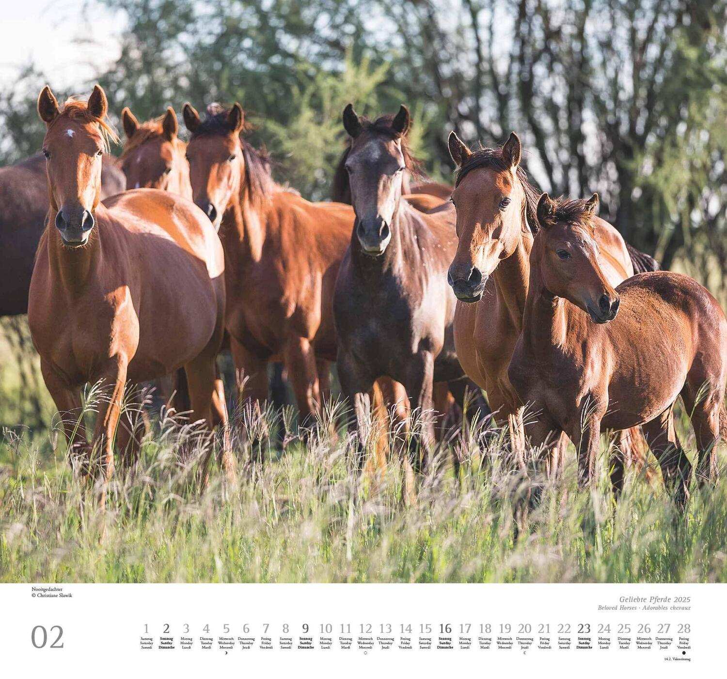 Bild: 4250809653891 | Geliebte Pferde 2025 - DUMONT-Wandkalender - Pferdefotografie von...