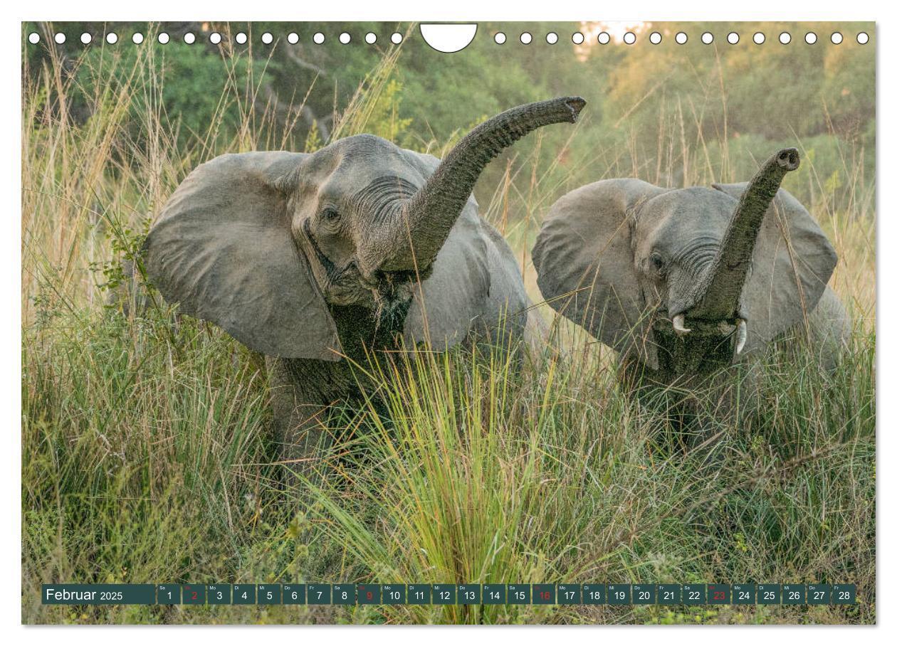 Bild: 9783435313501 | Wildlife Sambia (Wandkalender 2025 DIN A4 quer), CALVENDO...