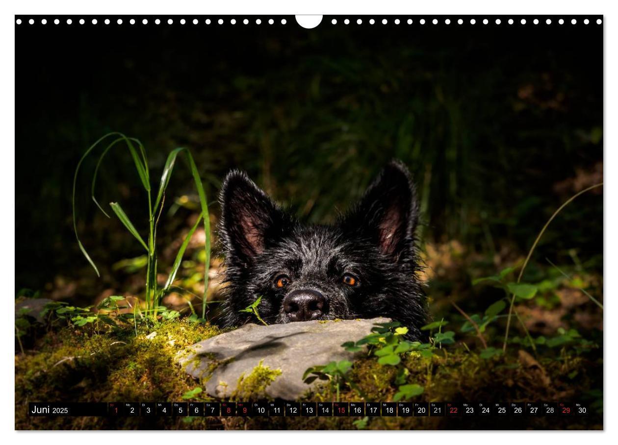 Bild: 9783435572908 | Schwarz ist schön! Der lackschwarze altdeutsche Schäferhund...