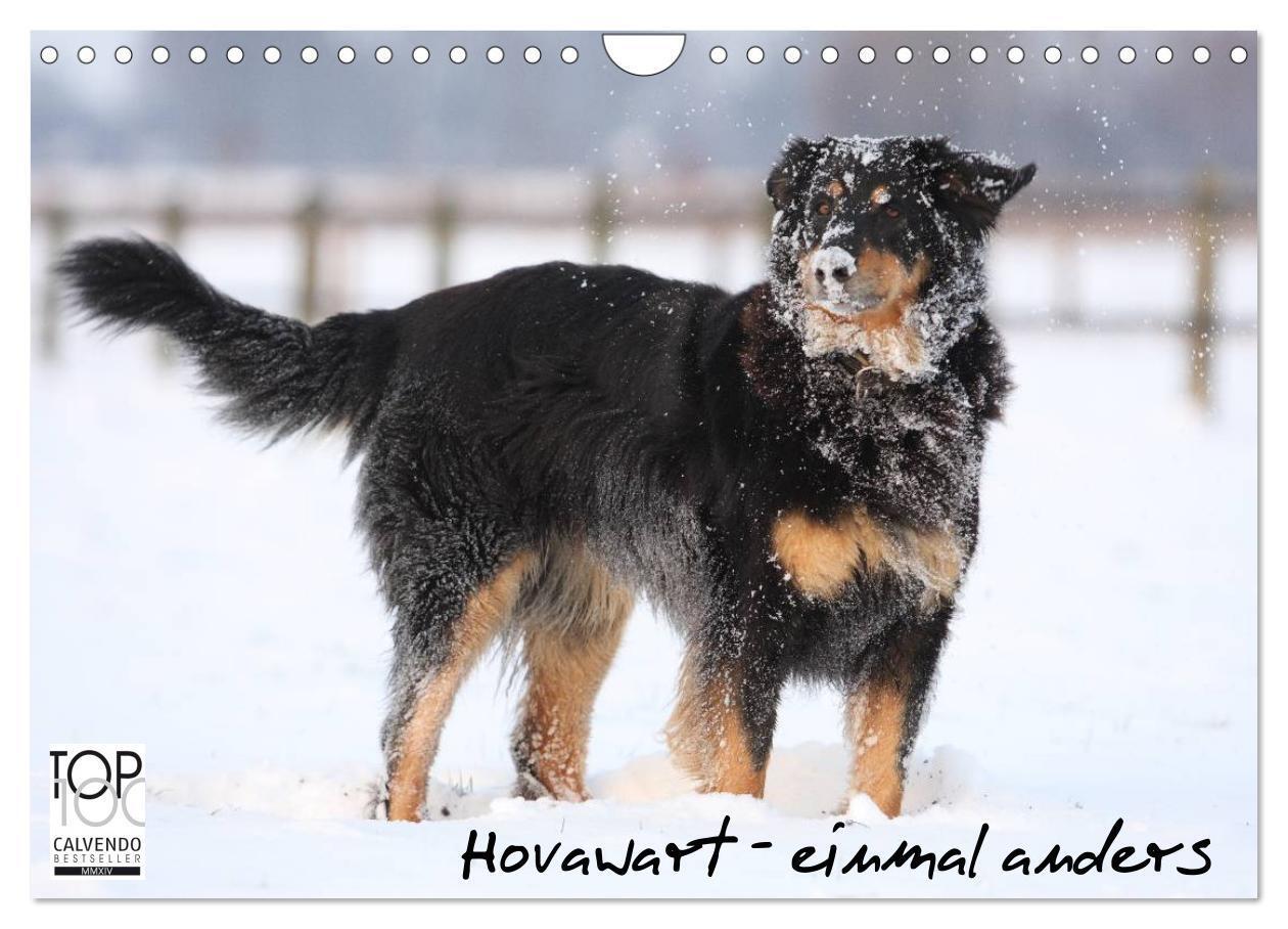 Cover: 9783435793068 | Hovawarte - einmal anders (Wandkalender 2025 DIN A4 quer), CALVENDO...