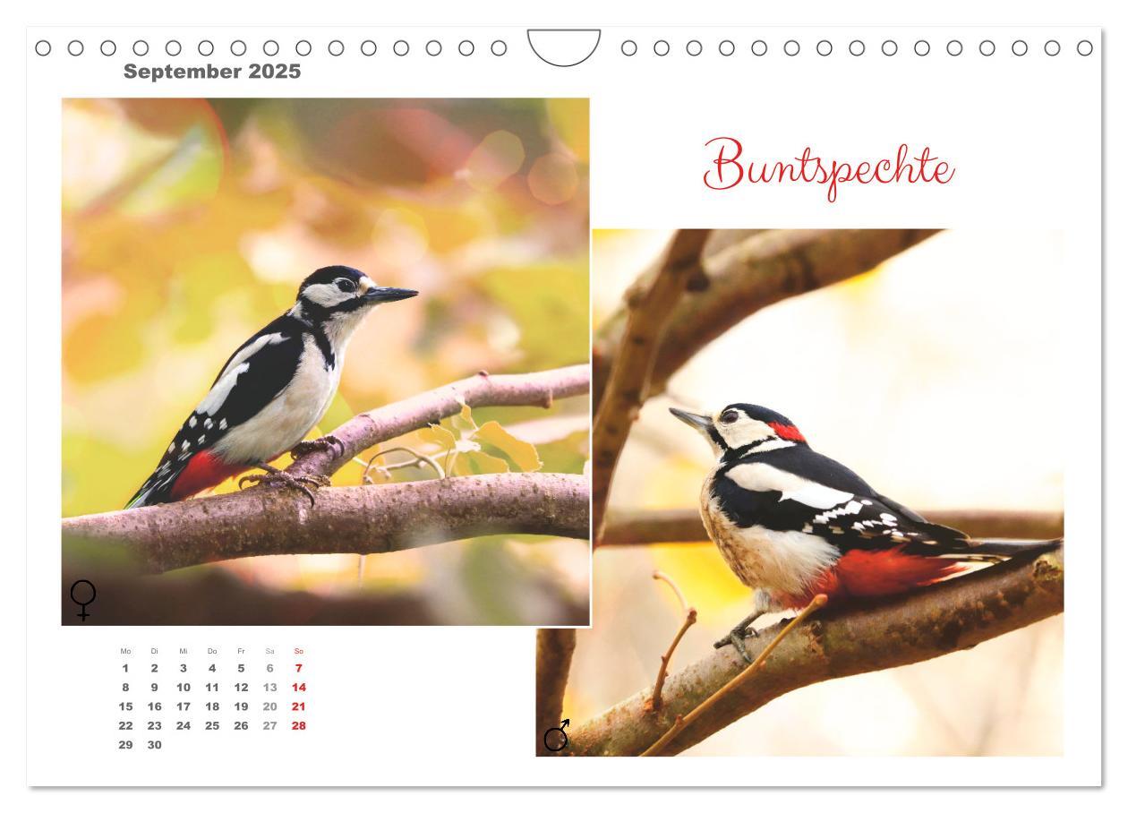 Bild: 9783435060269 | Vogel-Pärchen (Wandkalender 2025 DIN A4 quer), CALVENDO Monatskalender