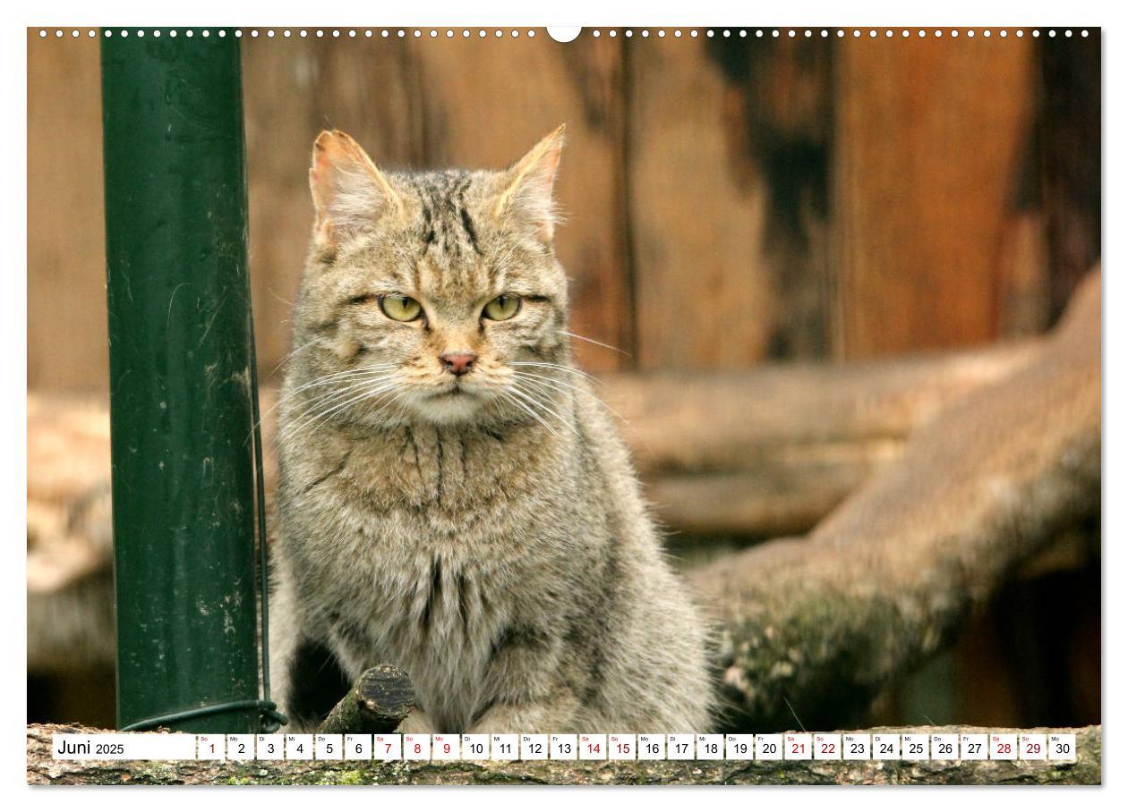 Bild: 9783435413843 | Wildkatzen - Die lautlosen Jäger des Waldes (Wandkalender 2025 DIN...