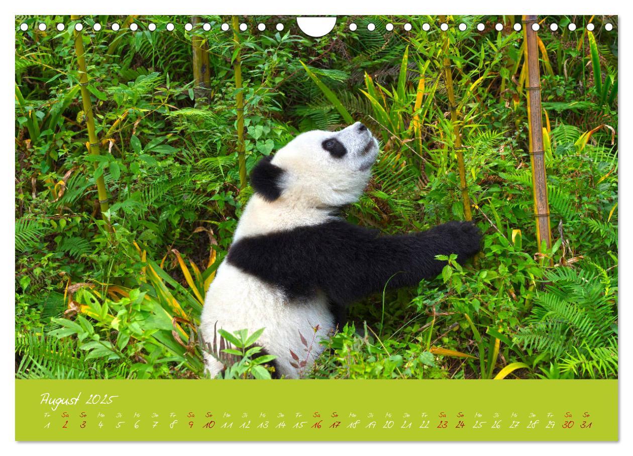 Bild: 9783435179428 | Der Große Panda Ein kuscheliger Geselle (Wandkalender 2025 DIN A4...