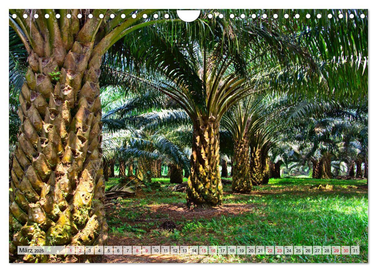 Bild: 9783435216475 | São Tomé - Inselparadies am Äquator (Wandkalender 2025 DIN A4...