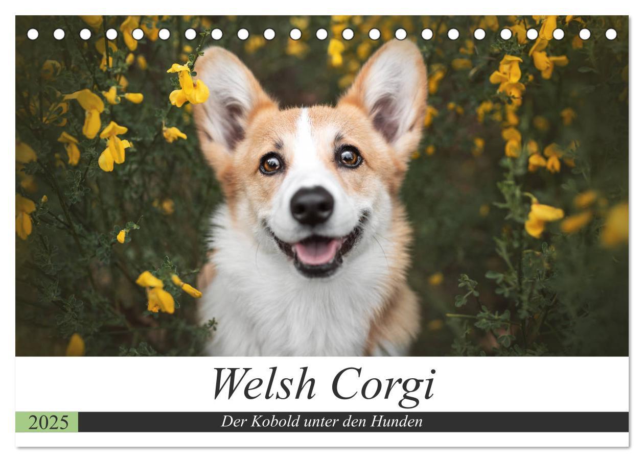 Cover: 9783435117925 | Welsh Corgi - Der Kobold unter den Hunden (Tischkalender 2025 DIN...