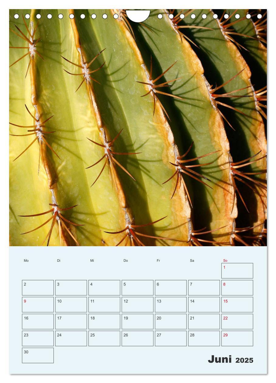 Bild: 9783435969951 | Wehrhafte Sukkulenten (Wandkalender 2025 DIN A4 hoch), CALVENDO...