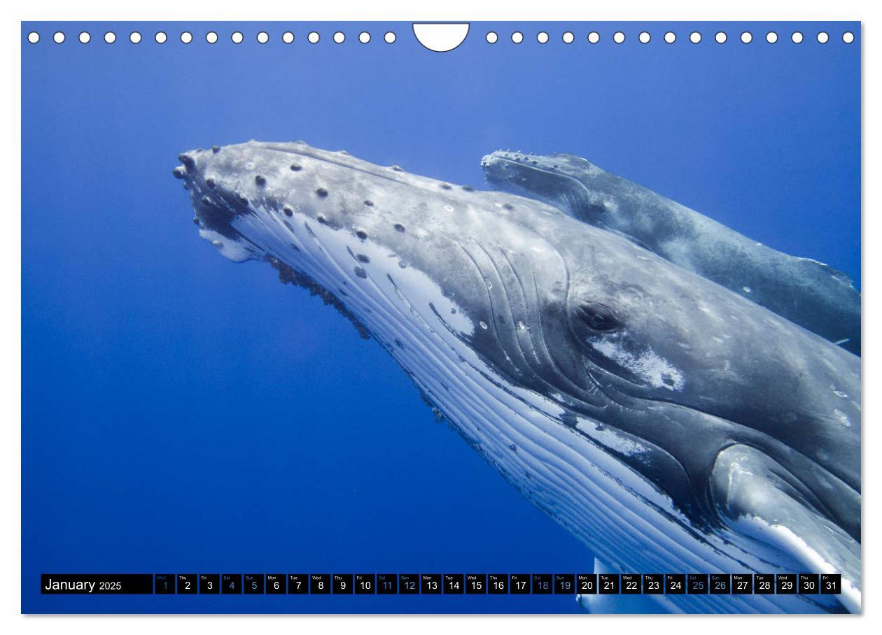 Bild: 9781325948321 | A Whale of a Year (Wall Calendar 2025 DIN A4 landscape), CALVENDO...