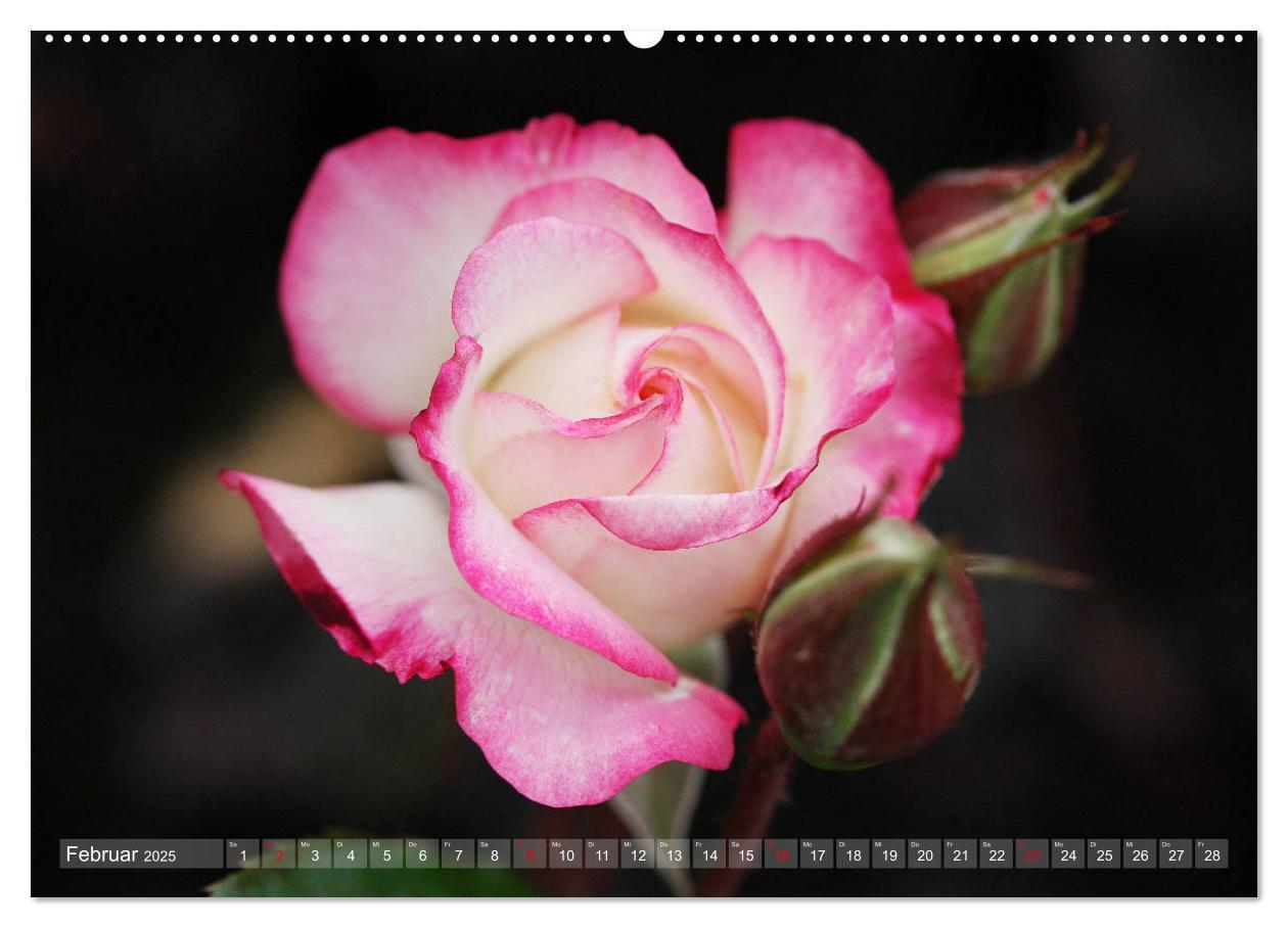 Bild: 9783435295258 | Stolze Rosen (Wandkalender 2025 DIN A2 quer), CALVENDO Monatskalender