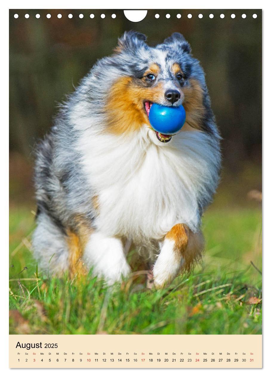 Bild: 9783435960545 | Sheltie - Wirbelwind auf 4 Pfoten (Wandkalender 2025 DIN A4 hoch),...